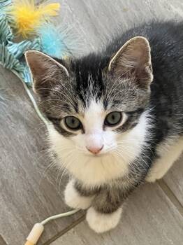 Domestic Short Hair Cats Available for Adoption in Murfreesboro, Tennessee - Expresso | PetCurious