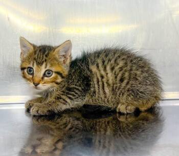 Dahlia -  Domestic Short Hair Cat for Adoption in Murray, Kentucky - Dahlia | PetCurious