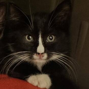Beecee -  Domestic Short Hair Cat for Adoption in New York, New York - Beecee | PetCurious