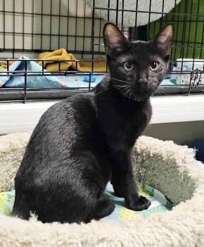 Rescue Domestic Short Hair Cats for Adoption in Ocean City, New Jersey - Quarter Pounder | PetCurious
