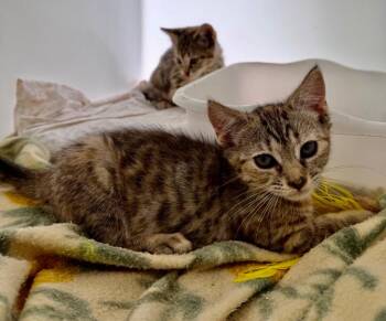 Olive -  Domestic Short Hair Cat for Adoption in Pomona, New York - Olive | PetCurious