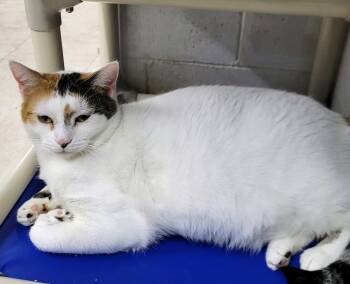 Rescue Domestic Short Hair and Calico Cats for Adoption in Hartwell, Georgia - 7235 Cara | PetCurious