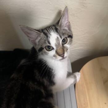 Tabitha -  Domestic Short Hair Cat for Adoption in Richland, Michigan - Tabitha | PetCurious