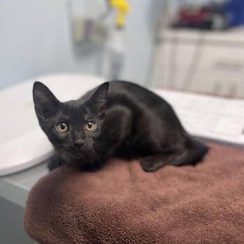 Allosaurus -  Domestic Short Hair Cat for Adoption in Riverside, California - Allosaurus | PetCurious