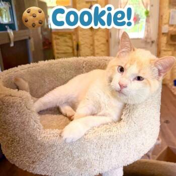 Cookie -  Siamese Cat for Adoption in Park Falls, Wisconsin - Cookie | PetCurious