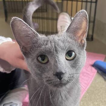 Rewena -  Domestic Short Hair Cat for Adoption in Chicago, Illinois - Rewena | PetCurious