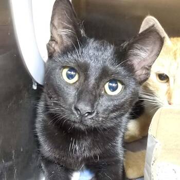Darlene -  Domestic Short Hair Cat for Adoption in Orange, Virginia - Darlene | PetCurious