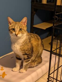 Fiona -  Domestic Short Hair Cat for Adoption in Hudsonville, Michigan - Fiona | PetCurious