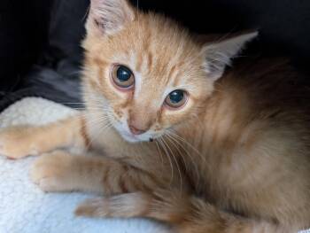 Rescue American Shorthair Cats for Adoption in Burnsville, North Carolina - Koda | PetCurious