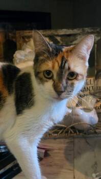 Rescue Domestic Short Hair Cats for Adoption in Chilliwack, British Columbia - Callie | PetCurious