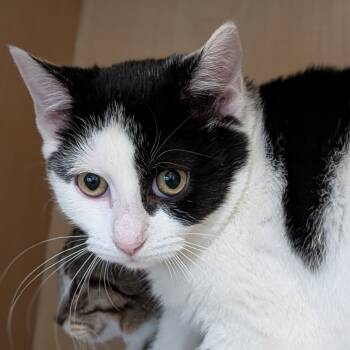 Rescue Domestic Short Hair Cats for Adoption - Swatch | PetCurious