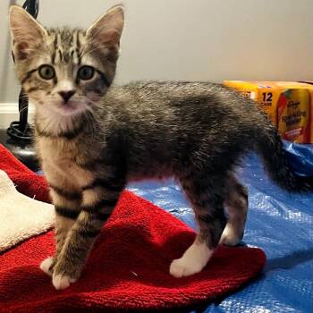 America -  Domestic Short Hair Cat for Adoption in Carmel, Indiana - America | PetCurious
