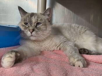 Clementine -  Domestic Short Hair Cat for Adoption in Saint Marys, Pennsylvania - Clementine | PetCurious