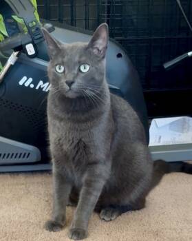 Rescue Domestic Short Hair and Russian Blue Cats for Adoption in Gardena, California - Lucas | PetCurious