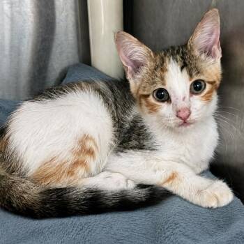 Sassy Toe Beans -  Domestic Short Hair Cat for Adoption in Austin, Texas - Sassy Toe Beans | PetCurious