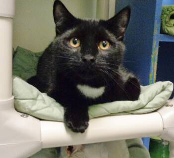 TAVERN -  Domestic Short Hair Cat for Adoption in Delhi, New York - TAVERN | PetCurious
