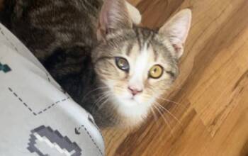 Rescue Domestic Short Hair Cats for Adoption in Gorham, Maine - Bit Oreo | PetCurious