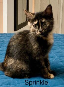 Rescue Domestic Short Hair Cats for Adoption in Louisa, Virginia - Sprinkle | PetCurious