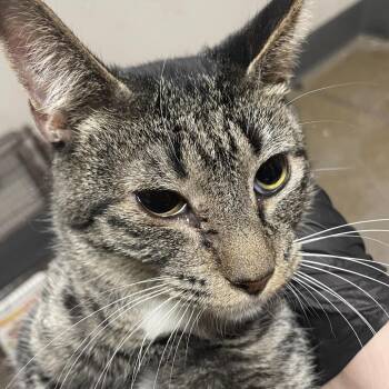 Domestic Short Hair Cats Available for Adoption - Boo | PetCurious