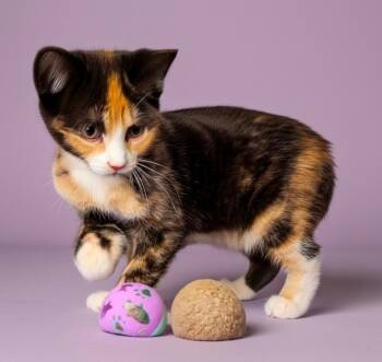 Arwen LIVPT -  Calico Cat Available for Adoption - Arwen LIVPT | PetCurious