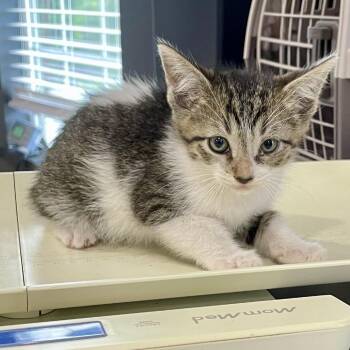 Domestic Short Hair Cats Available for Adoption in Livingston, Texas - Casanova | PetCurious