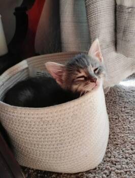 Little Grey -  Domestic Short Hair Cat for Adoption in Topeka, Kansas - Little Grey | PetCurious