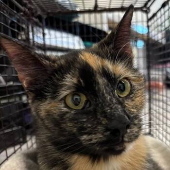 Dreeka -  Domestic Short Hair Cat for Adoption in Des Moines, Iowa - Dreeka | PetCurious