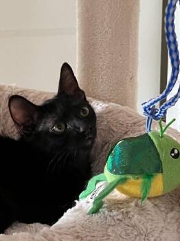 Jet -  Tabby Cat for Adoption in San Antonio, Texas - Jet | PetCurious