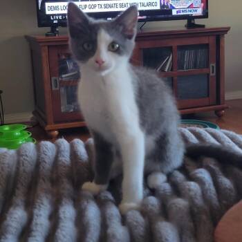 Silvi -  Domestic Short Hair Cat for Adoption in Wichita, Kansas - Silvi | PetCurious