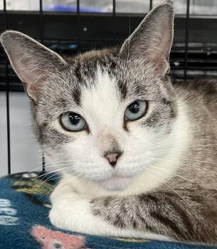 Piper -  Domestic Short Hair Cat for Adoption in Johnston, Rhode Island - Piper | PetCurious