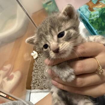 Domestic Short Hair Cats Available for Adoption in New York, New York - Po | PetCurious