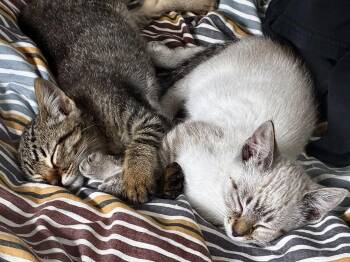Timmy -  Domestic Short Hair Cat for Adoption in San Francisco, California - Timmy | PetCurious