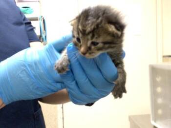 A1936511 -  Domestic Short Hair Cat for Adoption in Riverside, California - A1936511 | PetCurious