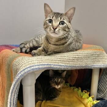 Maple -  Domestic Short Hair and Mixed Breed Cat for Adoption in Chicago, Illinois - Maple | PetCurious