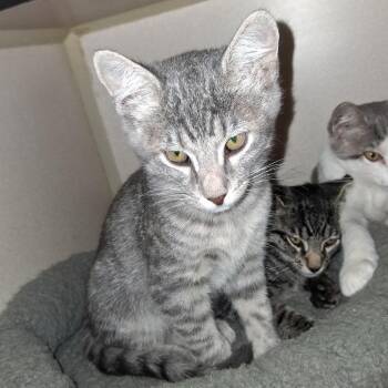 Tucker -  Domestic Short Hair Cat for Adoption in Denison, Texas - Tucker | PetCurious
