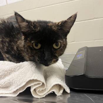 Princess Donut -  Domestic Short Hair Cat for Adoption in Bristol, Indiana - Princess Donut | PetCurious