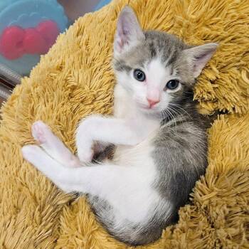 Elio -  Domestic Short Hair Cat for Adoption in Fremont, California - Elio | PetCurious
