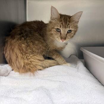 Domestic Long Hair Cats Available for Adoption in Auburn, Alabama - Garfield | PetCurious