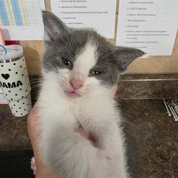 Domestic Short Hair Cats Available for Adoption in Eureka Springs, Arkansas - Winnie The Pooh | PetCurious