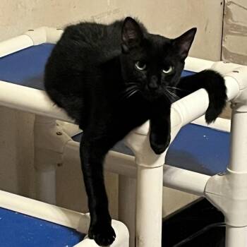 Scotch -  Domestic Short Hair Cat for Adoption in Volcano, Hawaii - Scotch | PetCurious