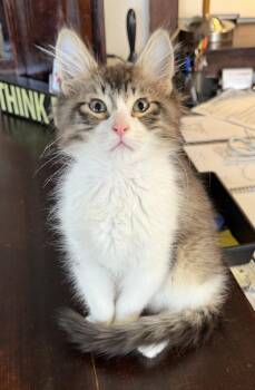 Domestic Medium Hair Cats Available for Adoption in Tillamook, Oregon - Ava | PetCurious