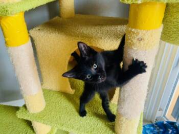 Poppy -  Domestic Short Hair Cat for Adoption in Alafaya, Florida - Poppy | PetCurious