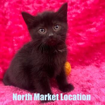 Rescue Domestic Short Hair Cats for Adoption in Raleigh, North Carolina - Phoebe | PetCurious