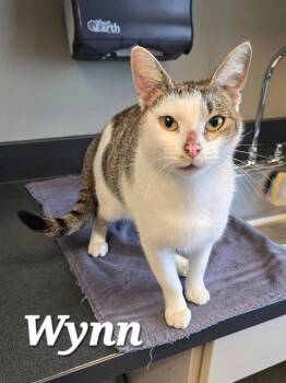 Wynn -  Domestic Short Hair Cat for Adoption in Sidney, Ohio - Wynn | PetCurious