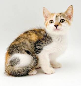 Minx is our diva of delight - Loves being snuggled -  Torbie and Turkish Van Cat for Adoption in Bedford Hills, New York - Minx Is Our Diva Of Delight - Loves Being Snuggled | PetCurious