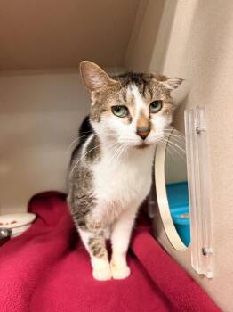 Squiggles -  Domestic Short Hair Cat for Adoption in Pottsville, Pennsylvania - Squiggles | PetCurious