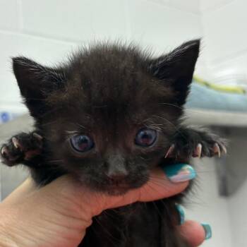 Kansas -  Domestic Short Hair Cat for Adoption in Corpus Christi, Texas - Kansas | PetCurious