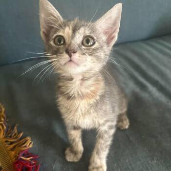 Torbie Cats Available for Adoption in Krum, Texas - Pepper | PetCurious