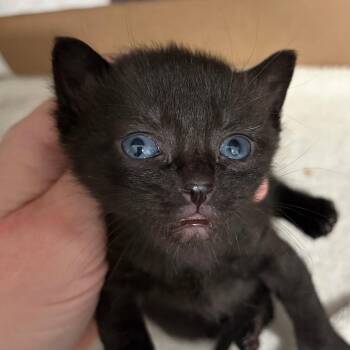 Domestic Short Hair Cats Available for Adoption in Newark, New Jersey - Agate | PetCurious