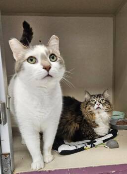 Kiwi and Guac -  Domestic Medium Hair Cat Available for Adoption in Ontario, Ohio - Kiwi And Guac | PetCurious